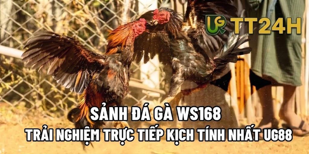 SẢNH ĐÁ GÀ WS168 - TRẢI NGHIỆM TRỰC TIẾP KỊCH TÍNH NHẤT UG345
